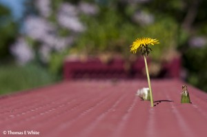 Dandelions reaching through a bench